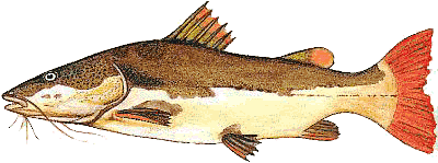 Fish_1438625564_speid409