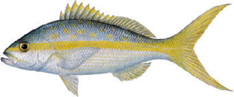 Fish_1482302011_speid368