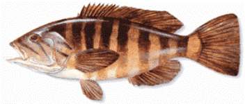 Fish_1631819493_speid392