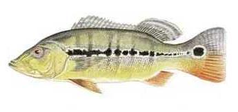 Fish_1810576665_speid349