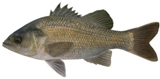 Fish_375002892_speid536