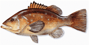 Fish_5549483_speid393