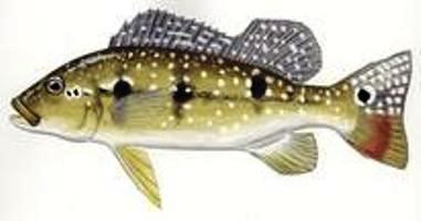 Fish_595862143_speid348