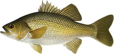 Fish_666017398_speid313