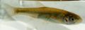 Fish_913111372_speid501