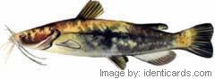 Flatheadcatfish-240-fw