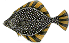 Flounderstarry-135-sw
