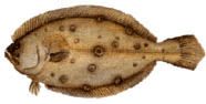 Floundersummer-186-sw