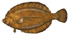 Flounderwinter-225-sw