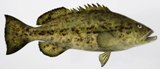 Gag_grouper