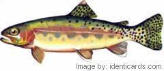 Goldentrout-240-fw