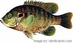 Greensunfish-240-fw