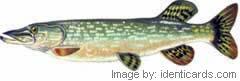 Northernpike-240-fwsw