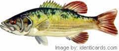 Redeyebass-240-fw