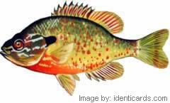 Redbreastsunfish-240-fw