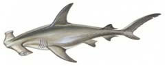 Sharkhammerhead-240-sw