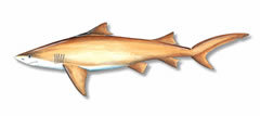 Sharklemon-240-sw