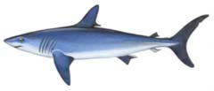 Sharkmako-240-sw