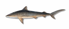 Sharktiger-240-sw