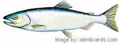 Sockeyesalmon-240-fw