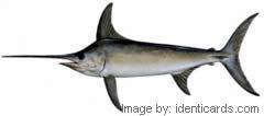 Swordfish-240-sw
