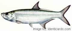 Tarpon-240-fwsw