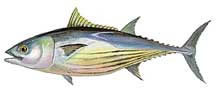 Tunaskipjack-216-sw