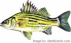 Yellowbass-240-fw
