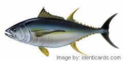 Yellowfintuna-240-sw