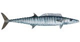 Wahoo