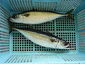 220px-scomber_japonicus_(matsuwasaba)