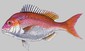 Fish_1007585965_speid337