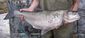 Fish_1157379848_speid506