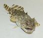 Fish_1200835436_speid538