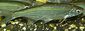 Fish_1211452087_speid503