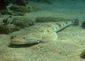 Fish_1376626788_speid529
