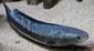 Fish_1737980673_speid586