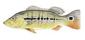 Fish_1810576665_speid349