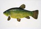Fish_1922573808_speid376