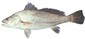 Fish_615496250_speid519