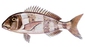 Fish_696913862_speid389