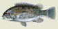 Fish_720894818_speid339