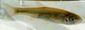 Fish_913111372_speid501
