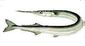 Fish_98784980_speid543