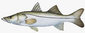 Snook-230-fwsw