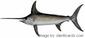 Swordfish-240-sw