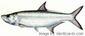 Tarpon-240-fwsw