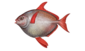 Opah