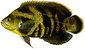 Oscar-240-fwsw