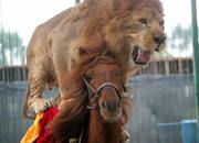 Lion_on_horse_small